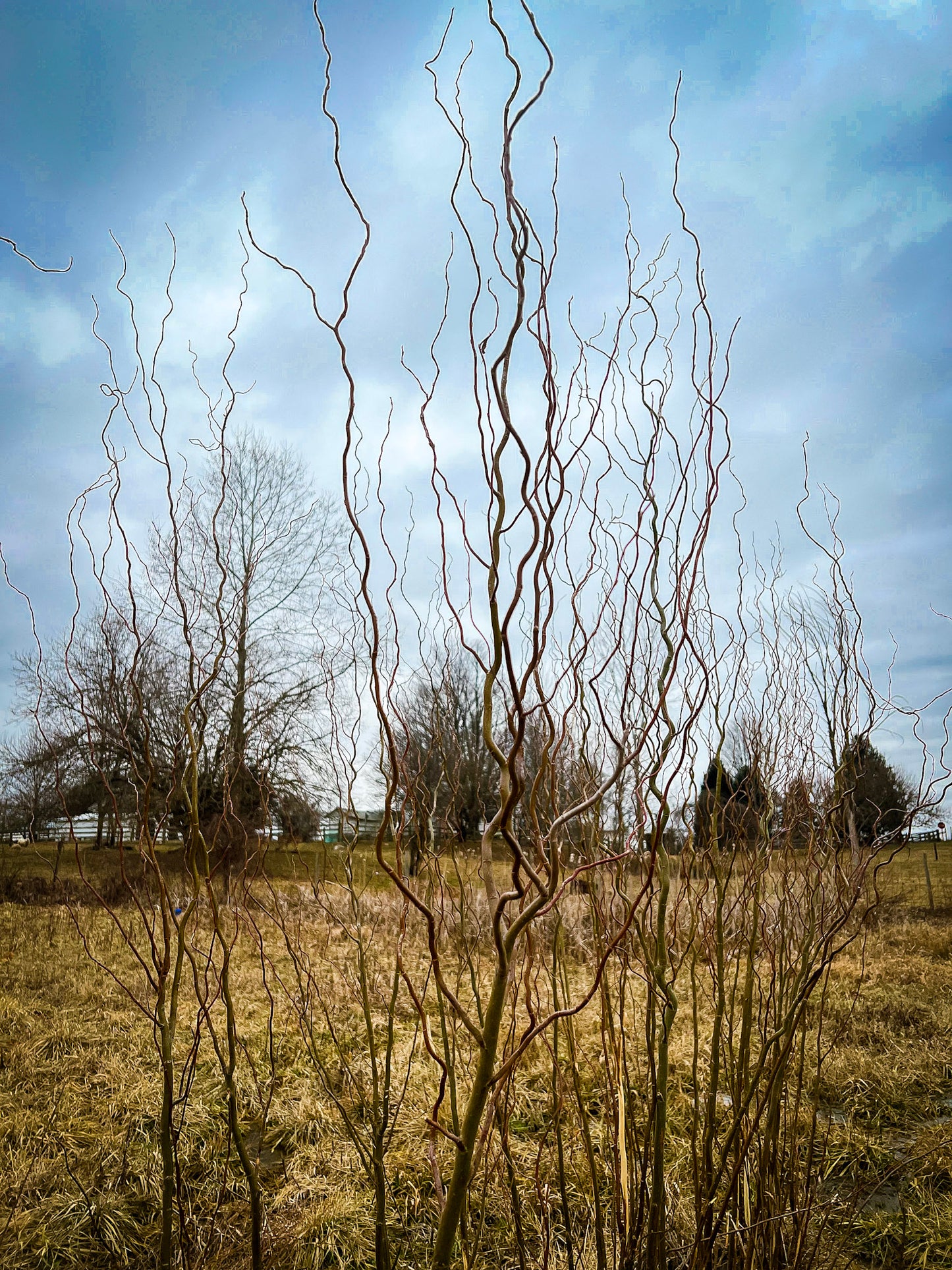 Dried Curly Willow Stems