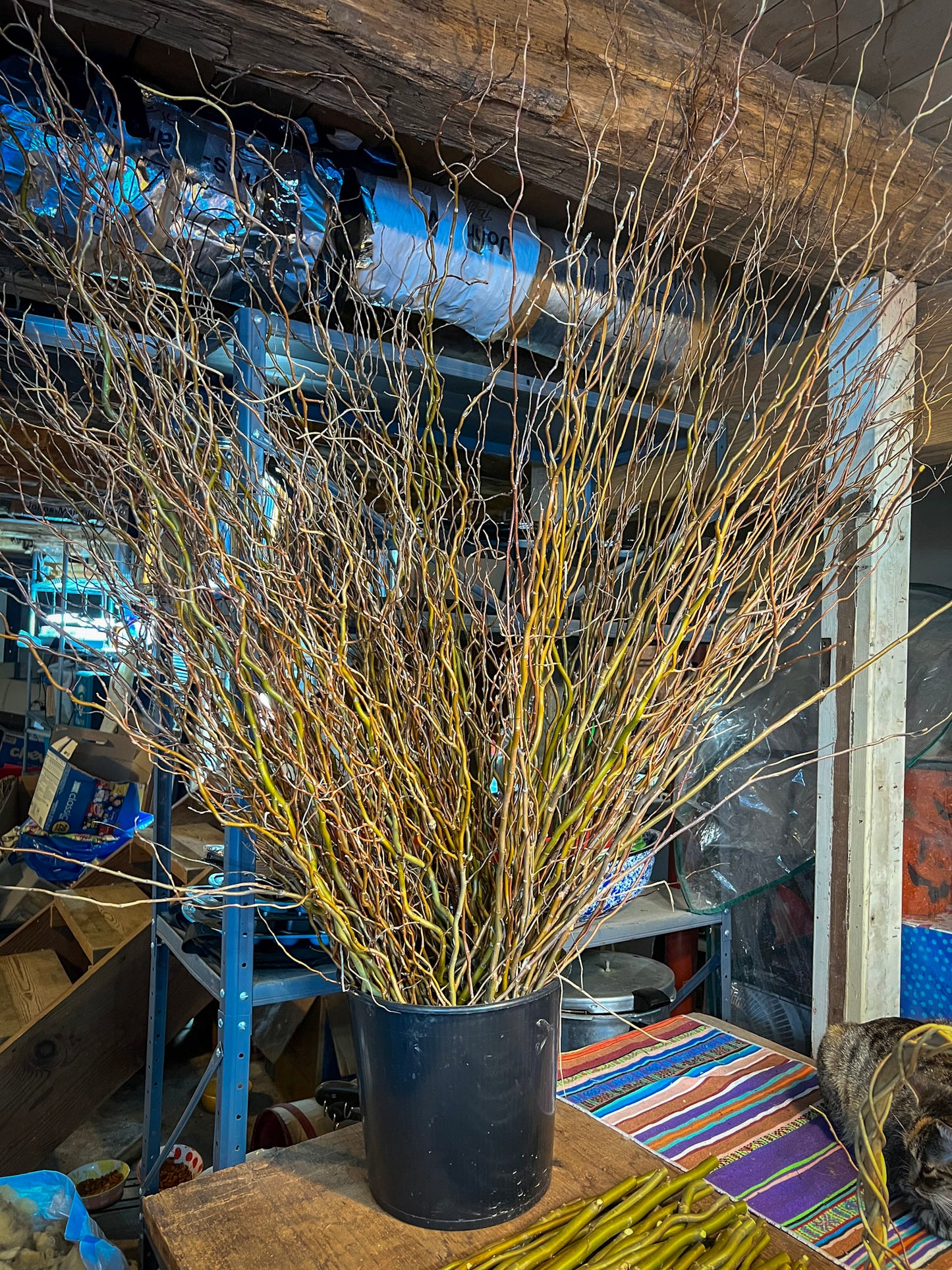 Dried Curly Willow Stems