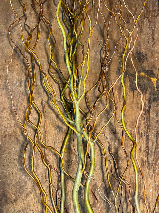 Dried Curly Willow Stems